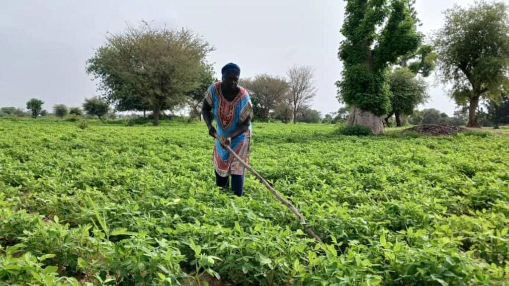 Сенегальская женщина работает на своей ферме.